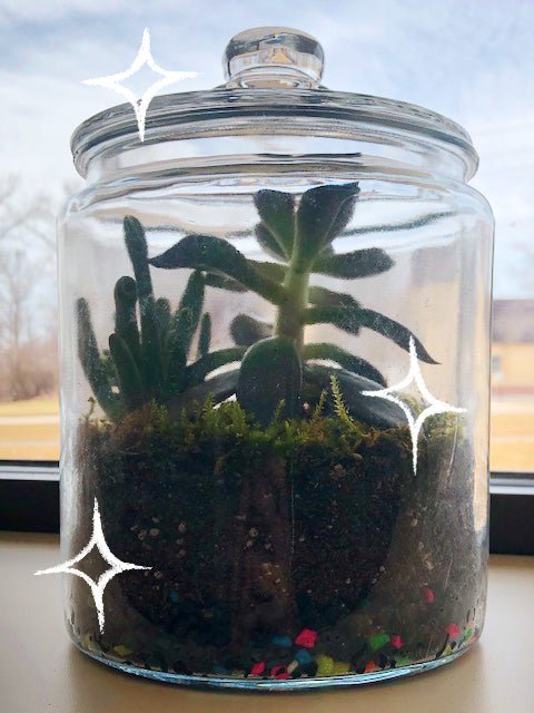 Terrarium Update!